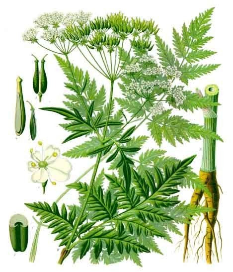 Anthriscus sylvestris