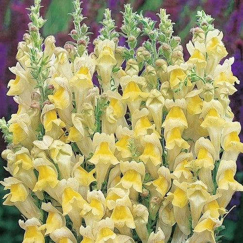 Antirrhinum braun-blanquetii