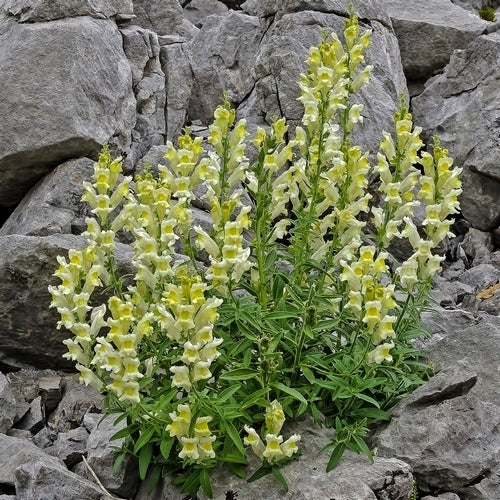 Antirrhinum braun-blanquetii