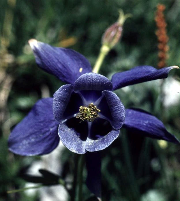 Aquilegia alpina