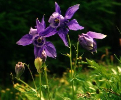Aquilegia alpina