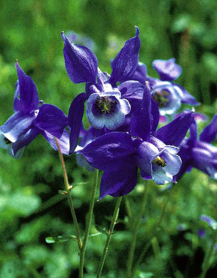 Aquilegia alpina