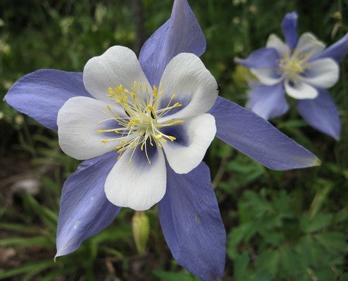 Aquilegia caerulea 'Kirigami Deep Blue & White'