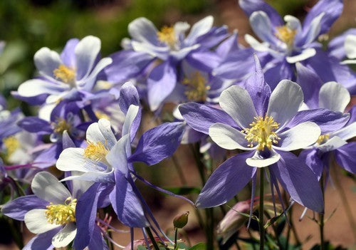 Aquilegia caerulea 'Kirigami Deep Blue & White'