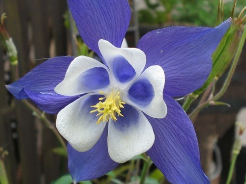 Aquilegia caerulea 'Kirigami Deep Blue & White'