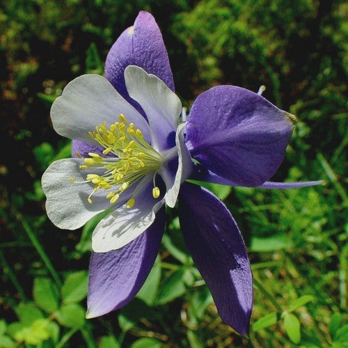 Aquilegia caerulea 'Kirigami Deep Blue & White'