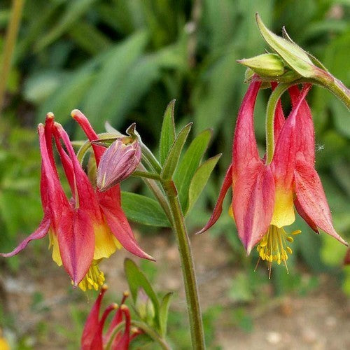 Aquilegia canadensis