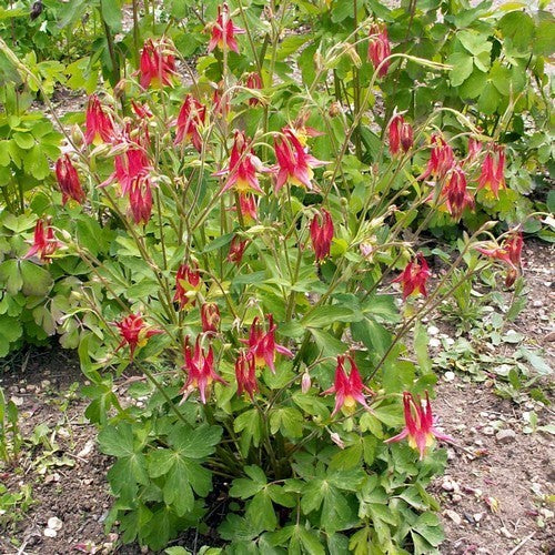 Aquilegia canadensis