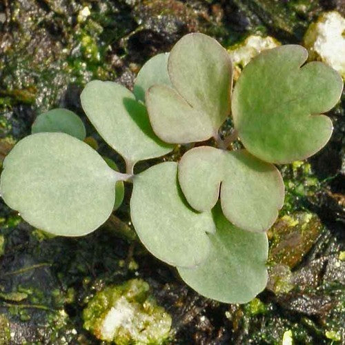 Aquilegia canadensis