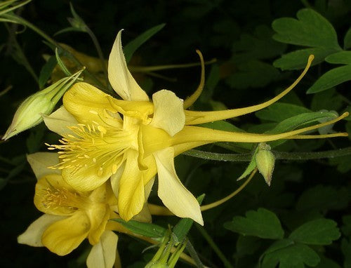 Aquilegia chrysantha