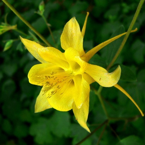 Aquilegia chrysantha