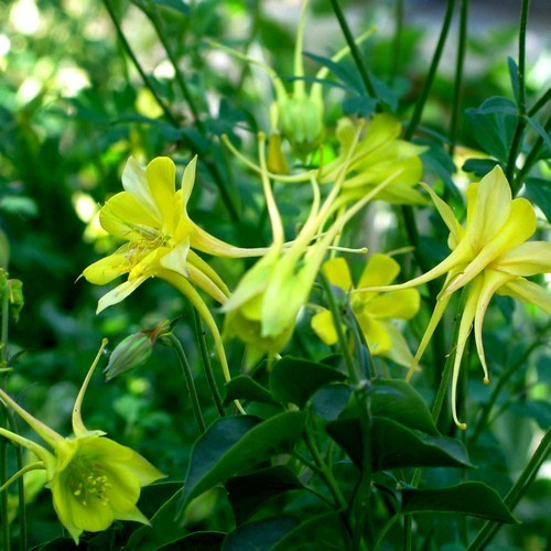 Aquilegia chrysantha