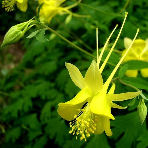 Aquilegia chrysantha