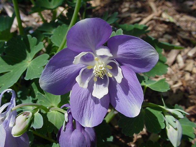Aquilegia flabellata