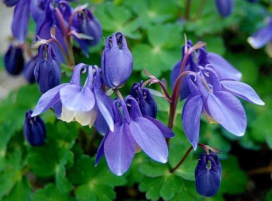 Aquilegia flabellata