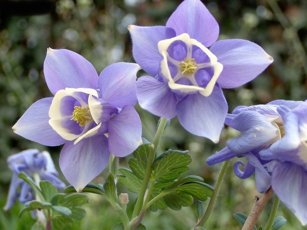 Aquilegia flabellata