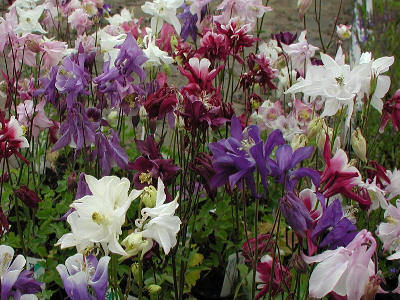 Aquilegia -Hybrids 'Biedermeier Mixed'