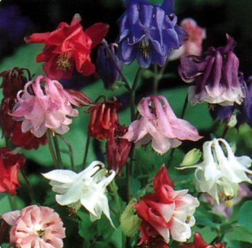 Aquilegia -Hybrids 'Biedermeier Mixed'