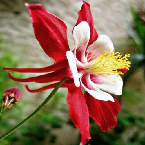 Aquilegia caerulea 'Crimson Star'