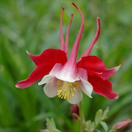 Aquilegia caerulea 'Crimson Star'