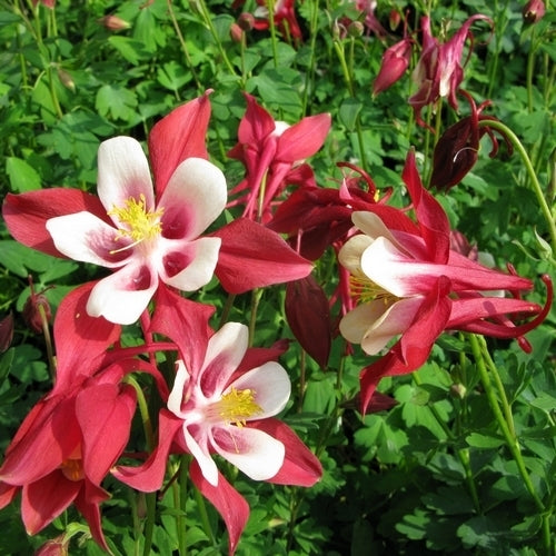 Aquilegia caerulea 'Crimson Star'