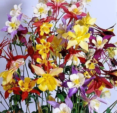 Aquilegia -Hybriden 'Mc. Kana'S Giants''
