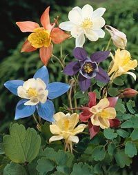Aquilegia -Hybriden 'Mc. Kana'S Giants''