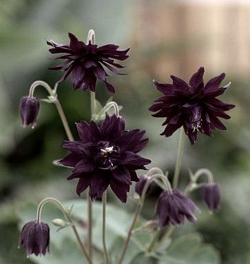 Aquilegia -Hybriden 'Nora Barlow Black' / 'Black Barlow'