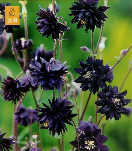 Aquilegia -Hybriden 'Nora Barlow Black' / 'Black Barlow'