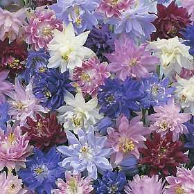 Aquilegia -Hybriden 'Barlow Mixed'