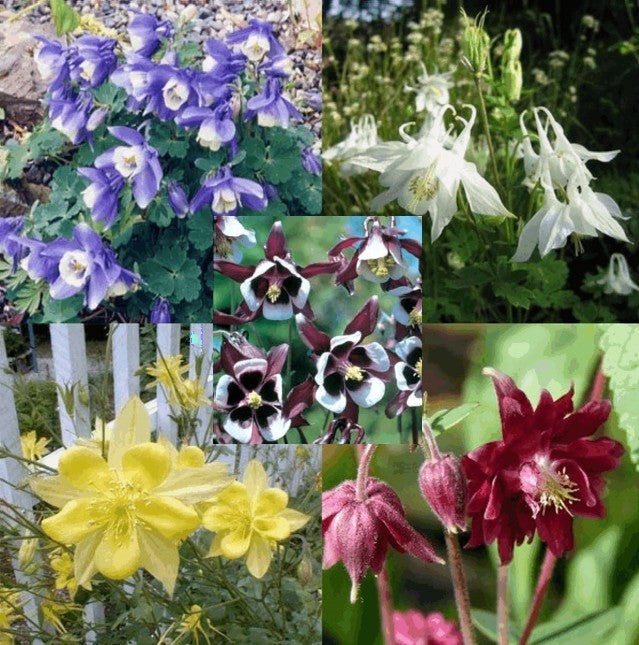 Aquilegia -Hybriden 'Ton de Waard'