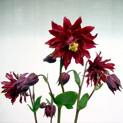 Aquilegia vulgaris 'Bordeaux Barlow'
