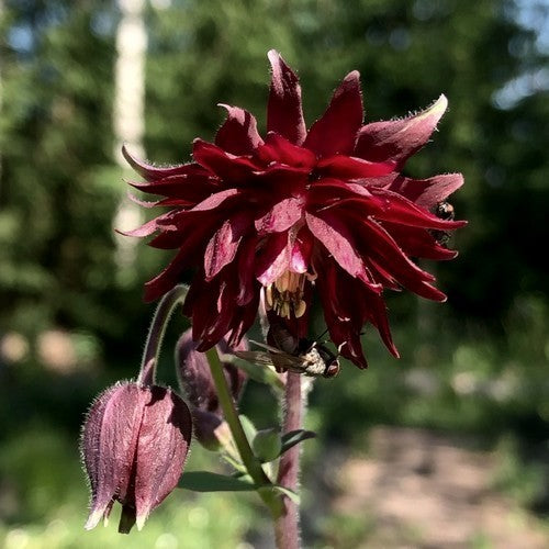 Aquilegia vulgaris 'Bordeaux Barlow'