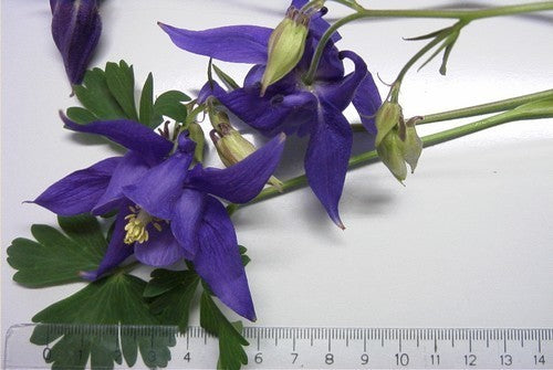 Aquilegia vulgaris