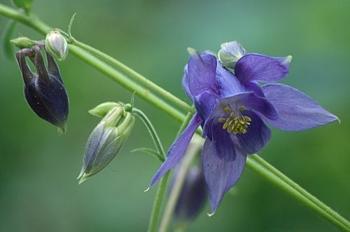 Aquilegia vulgaris