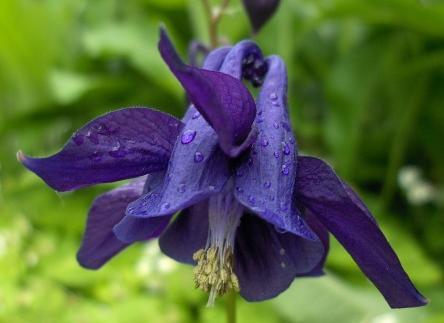 Aquilegia vulgaris