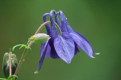 Aquilegia vulgaris