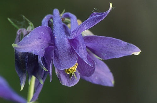 Aquilegia vulgaris