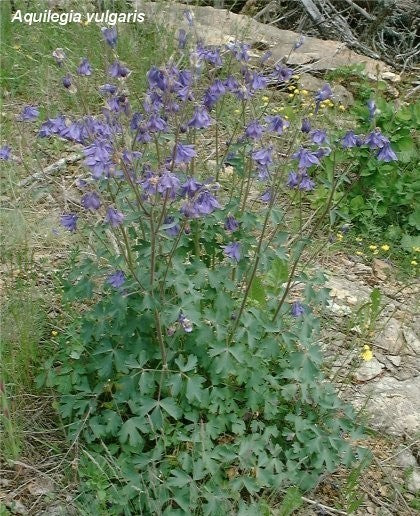 Aquilegia vulgaris