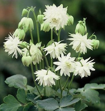 Aquilegia vulgaris 'Lime Sorbet'