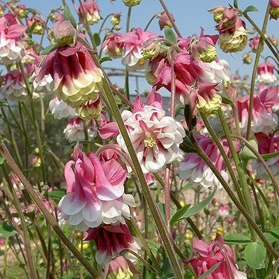 Aquilegia vulgaris 'Petticoat Pink'