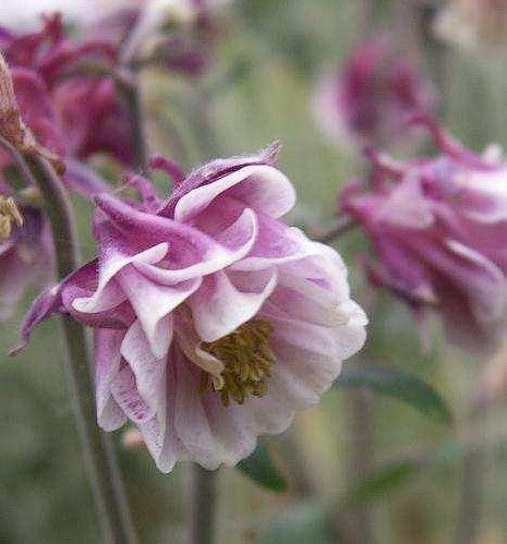 Aquilegia vulgaris 'Petticoat Pink'