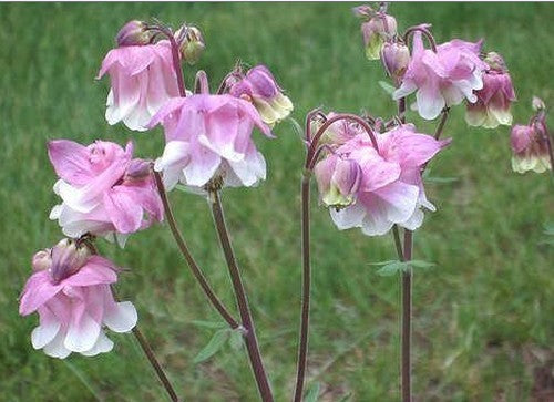 Aquilegia vulgaris 'Petticoat Pink'