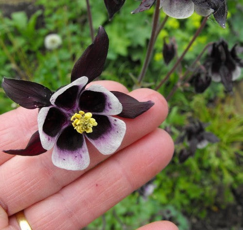 Aquilegia vulgaris 'William Guinness'