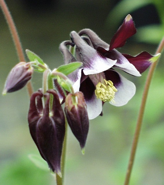 Aquilegia vulgaris 'William Guinness'