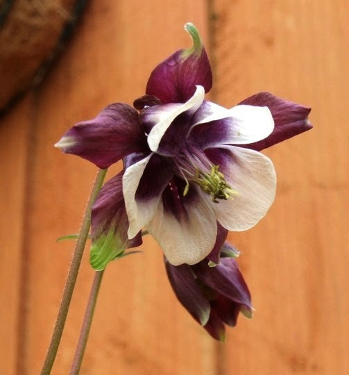 Aquilegia vulgaris 'William Guinness'
