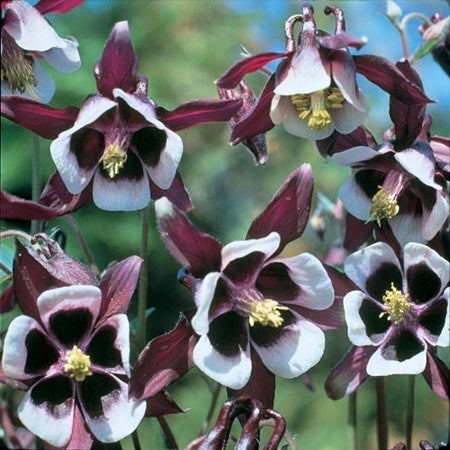 Aquilegia vulgaris 'William Guinness'