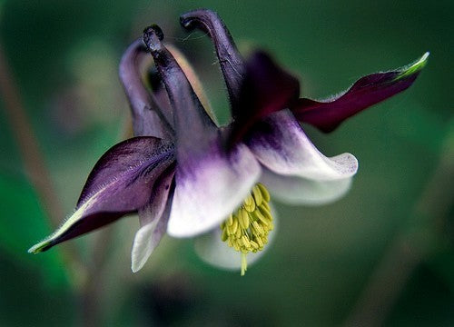 Aquilegia vulgaris 'William Guinness'