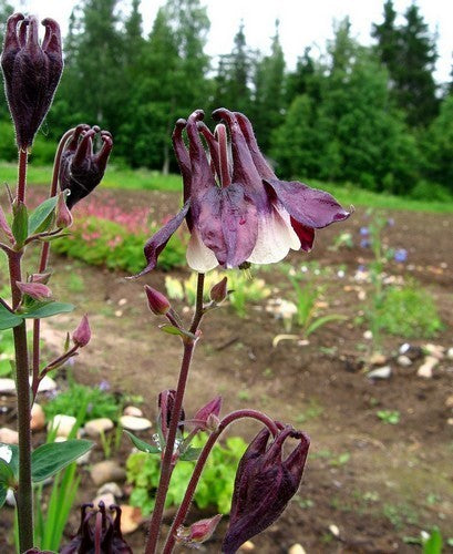 Aquilegia vulgaris 'William Guinness'