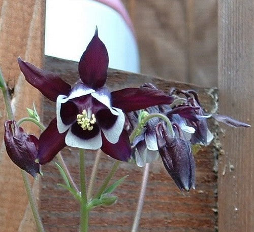 Aquilegia vulgaris 'William Guinness'